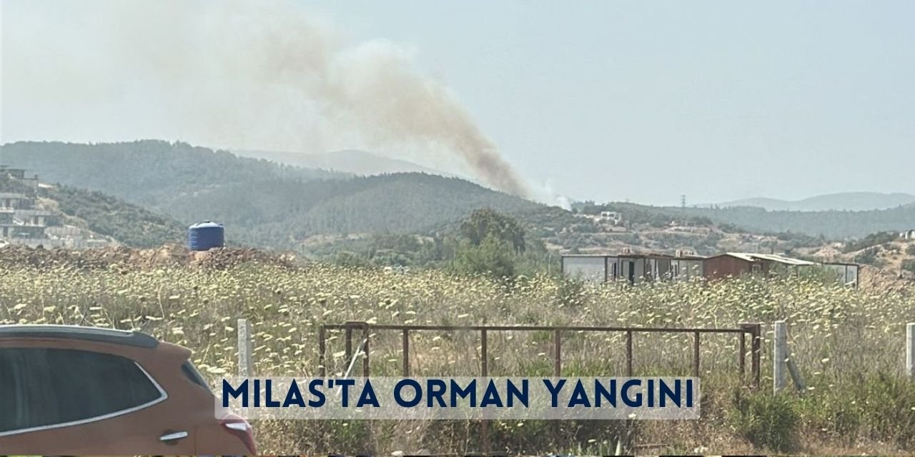 Milas'ta Orman Yangını