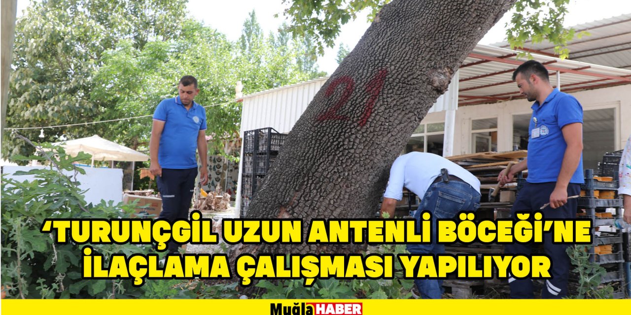 ‘TURUNÇGİL UZUN ANTENLİ BÖCEĞİ’NE İLAÇLAMA ÇALIŞMASI YAPILIYOR