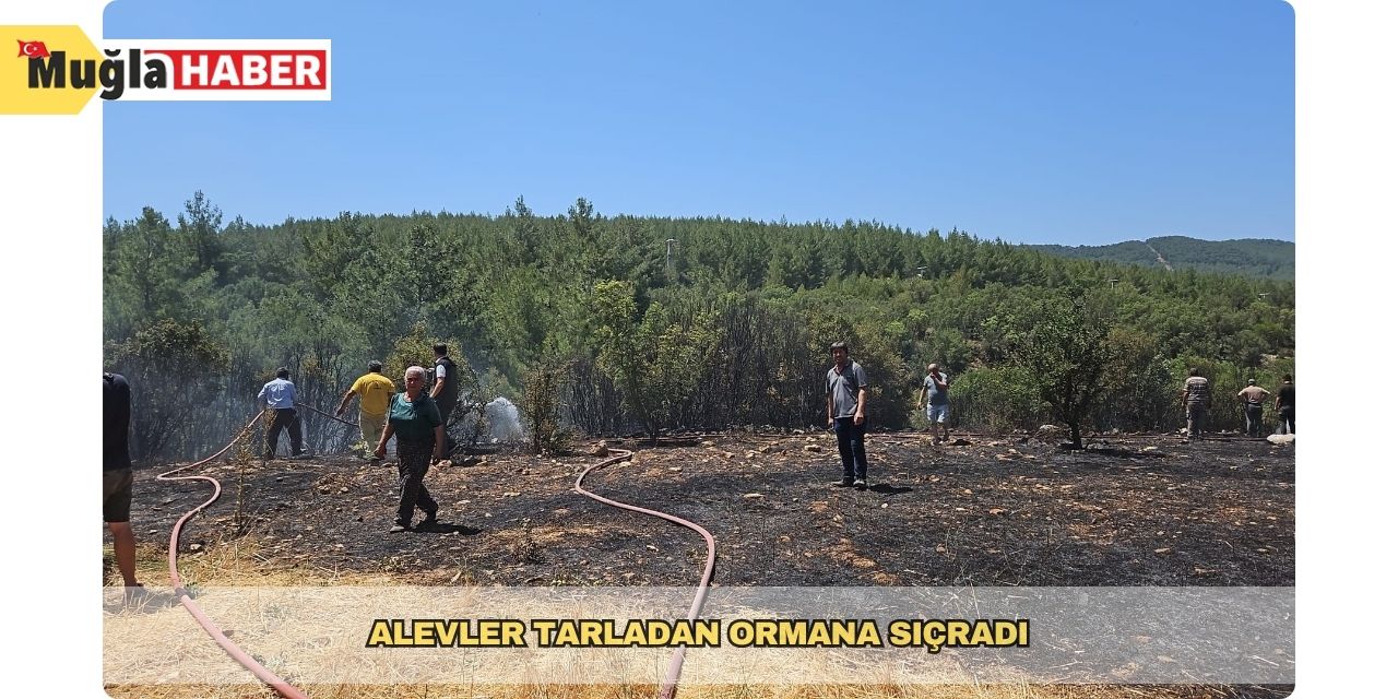 Alevler tarladan ormana sıçradı