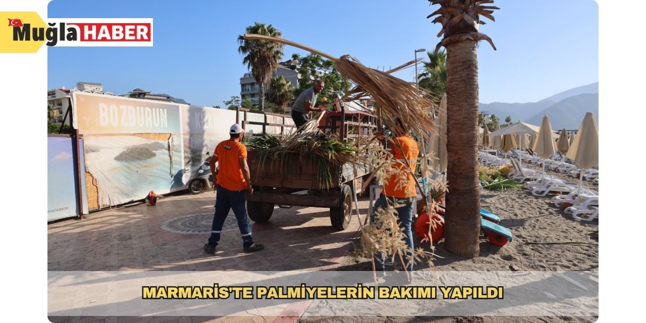 Marmaris'te palmiyelerin bakımı yapıldı