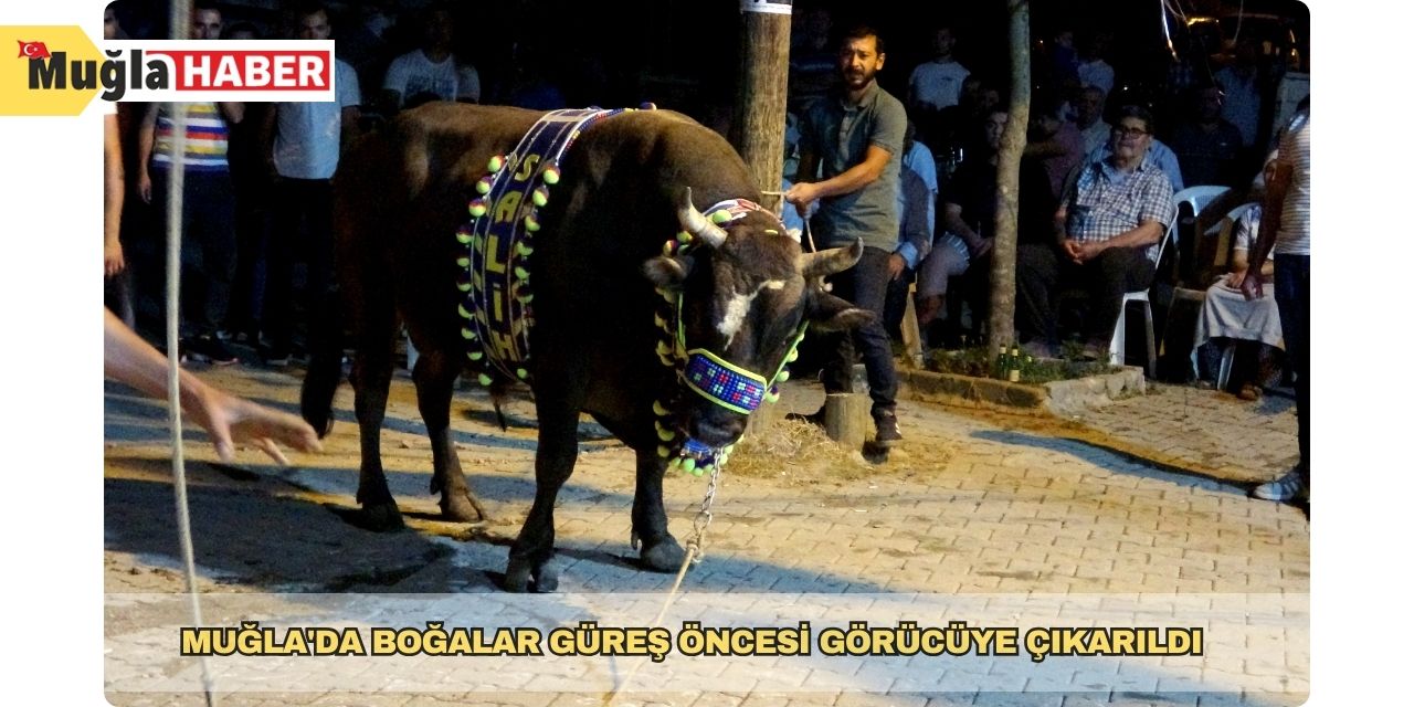 Muğla'da boğalar güreş öncesi görücüye çıkarıldı