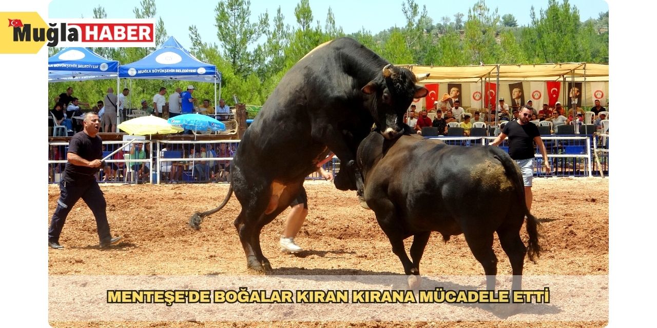 Menteşe'de boğalar kıran kırana mücadele etti