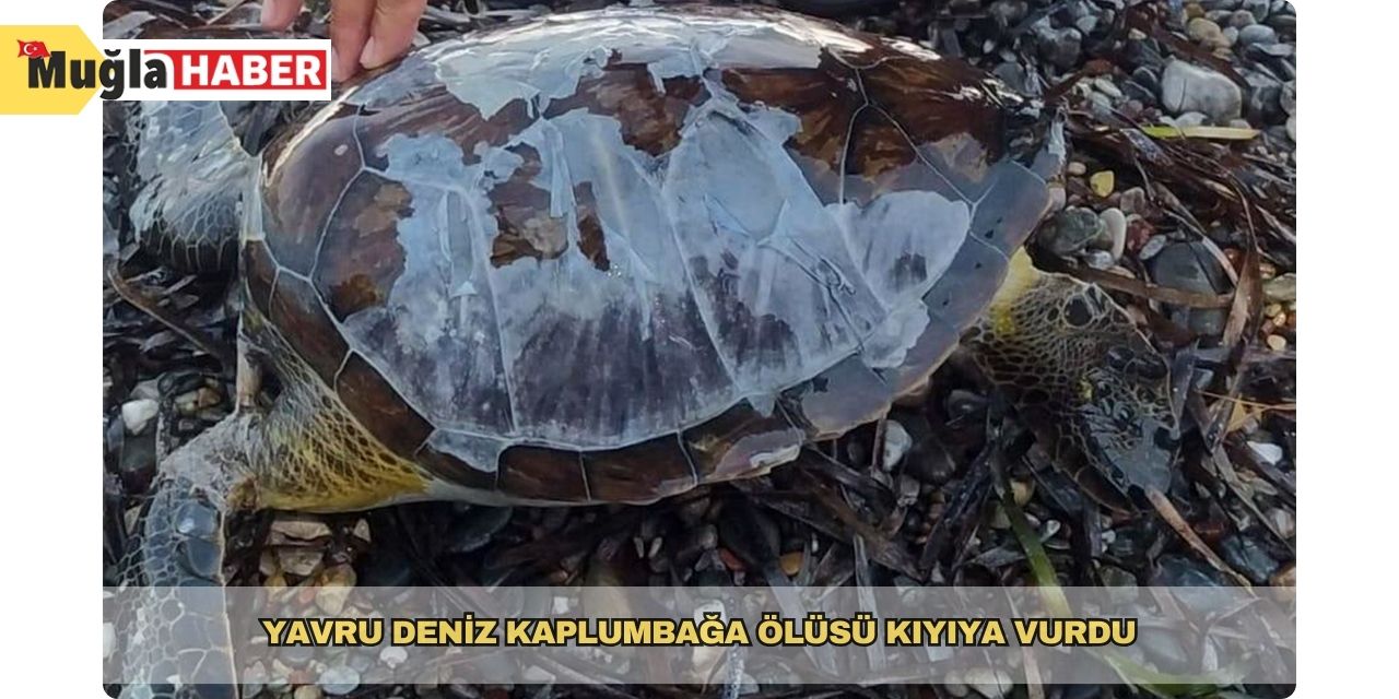 Yavru Deniz kaplumbağa ölüsü kıyıya vurdu