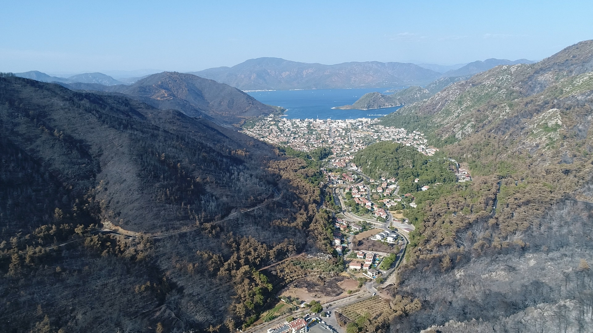 Yanan ormanlık alanlar yeniden yeşeriyor