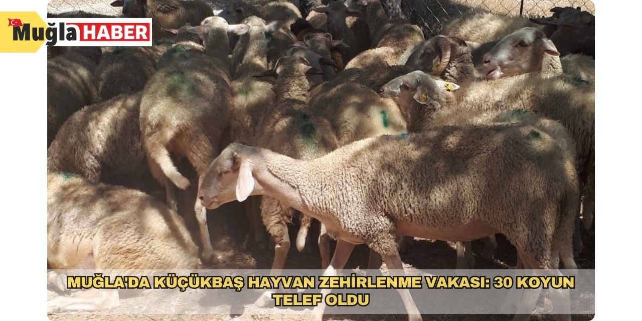 Muğla'da küçükbaş hayvan zehirlenme vakası: 30 koyun telef oldu