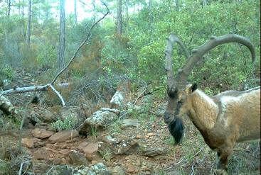 Yaban Keçileri köpek tehdidinde
