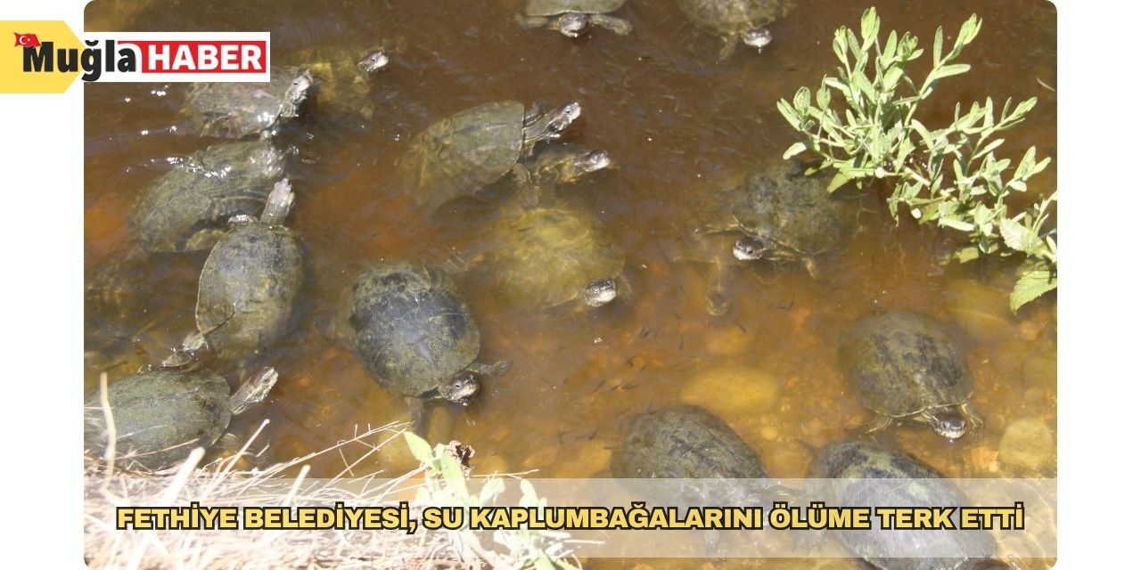 Fethiye Belediyesi, su kaplumbağalarını ölüme terk etti