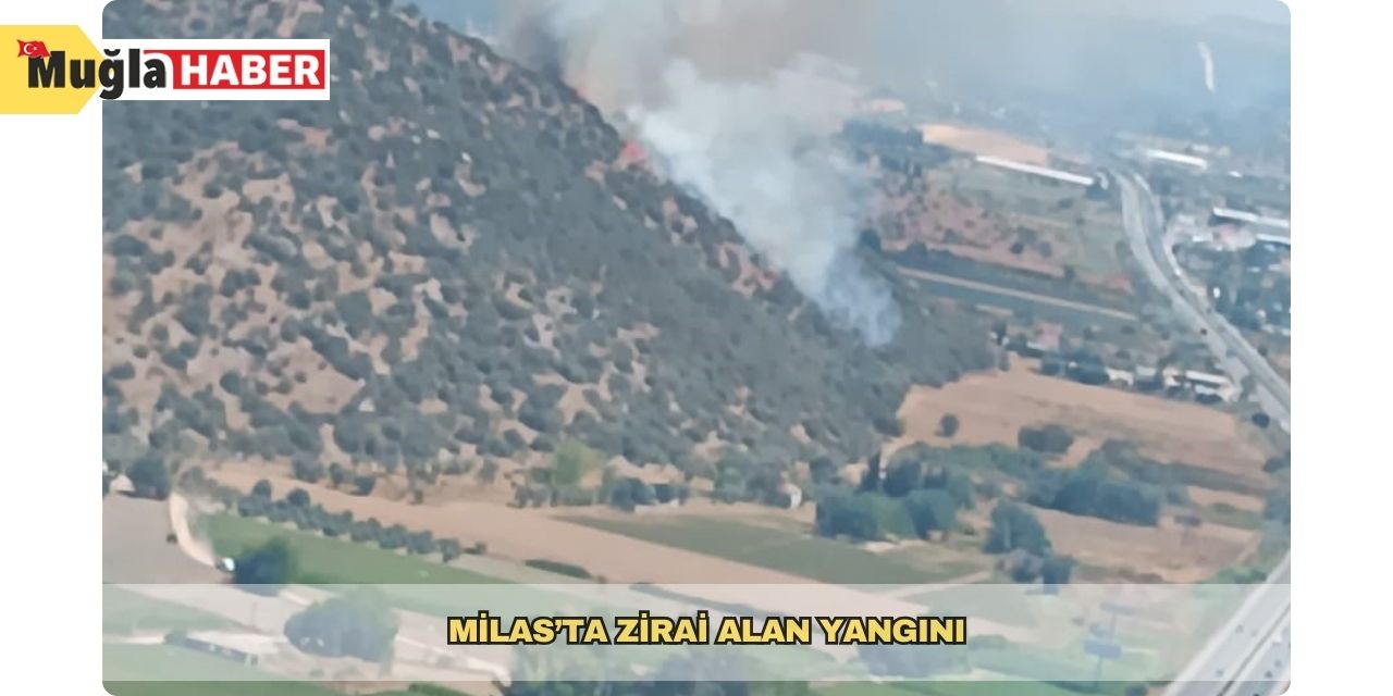 Milas’ta zirai alan yangını