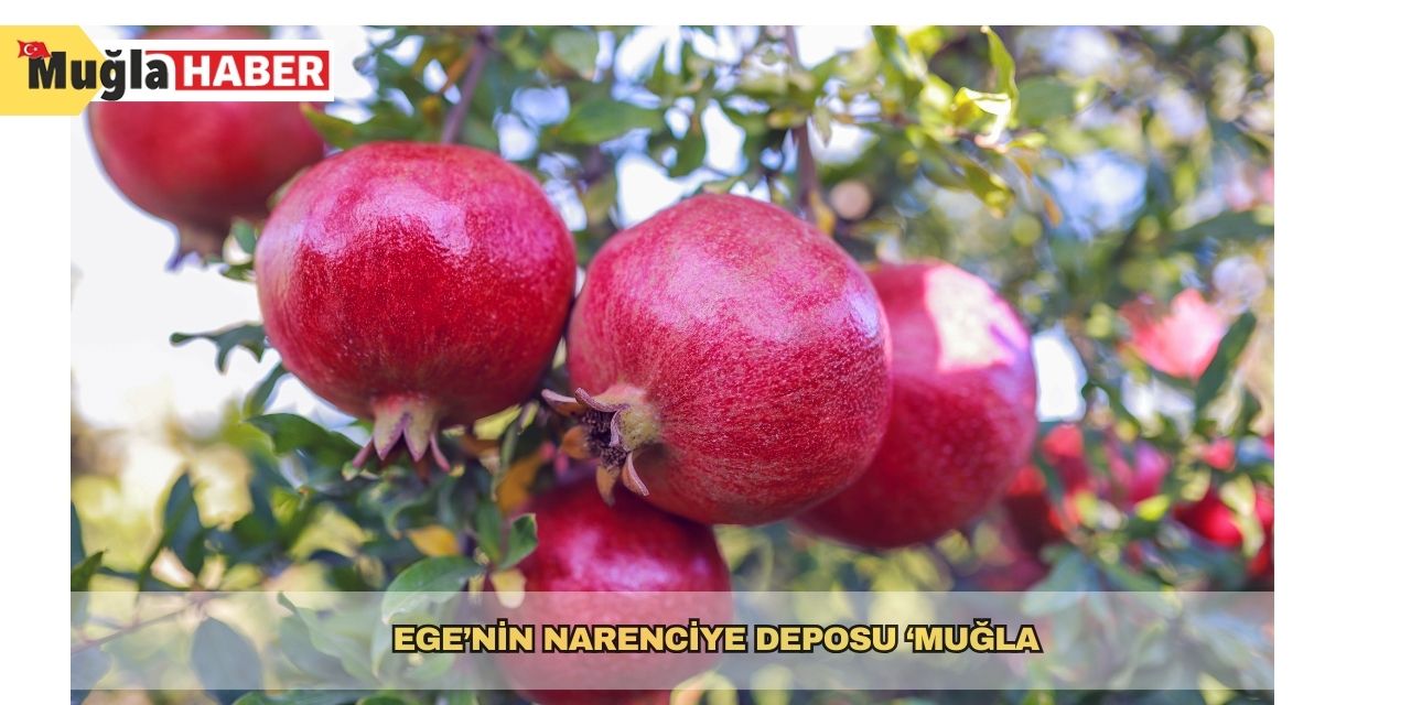 Ege’nin narenciye deposu ‘Muğla