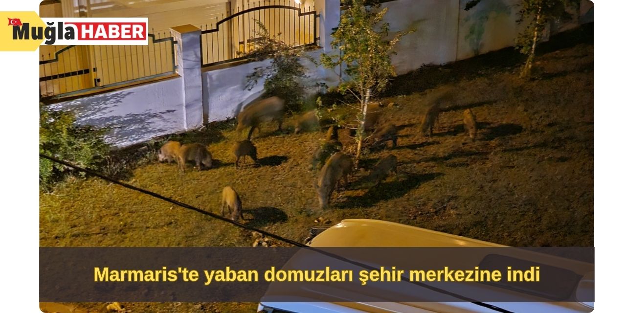 Marmaris'te yaban domuzları şehir merkezine indi