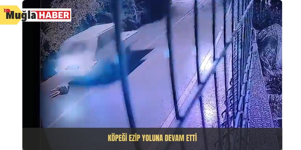 Köpeği ezip yoluna devam etti