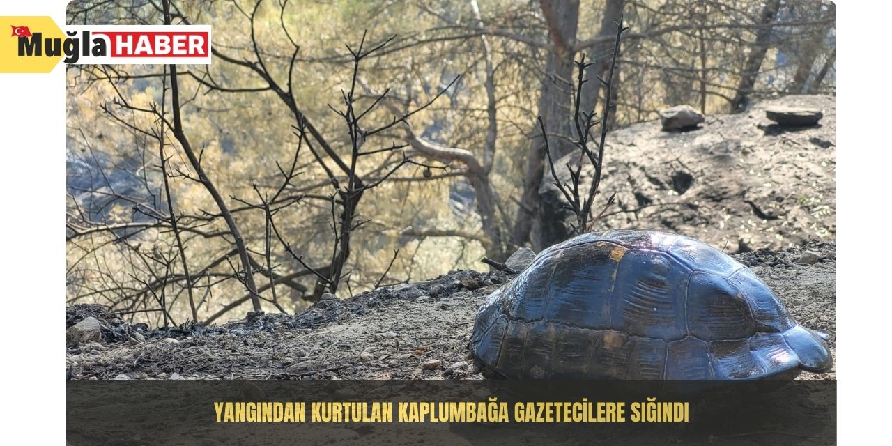 Yangından kurtulan kaplumbağa gazetecilere sığındı