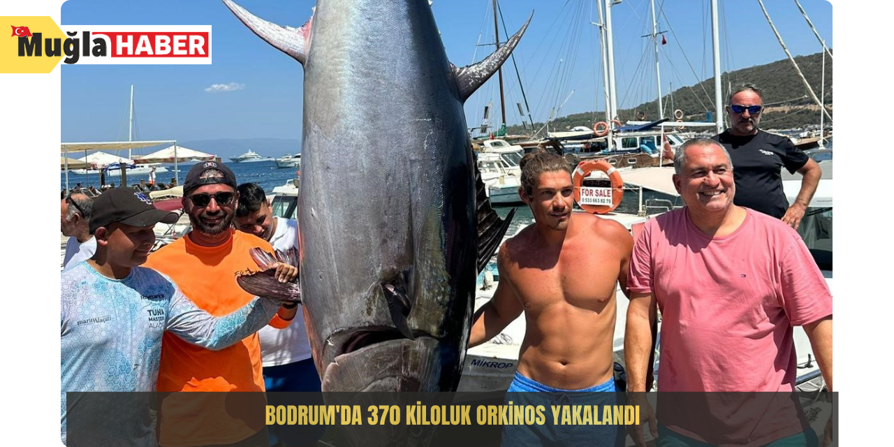 Bodrum'da 370 kiloluk orkinos yakalandı