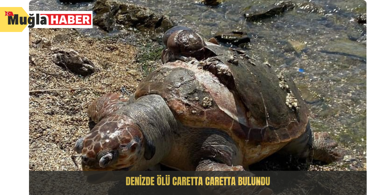 Denizde ölü caretta caretta bulundu