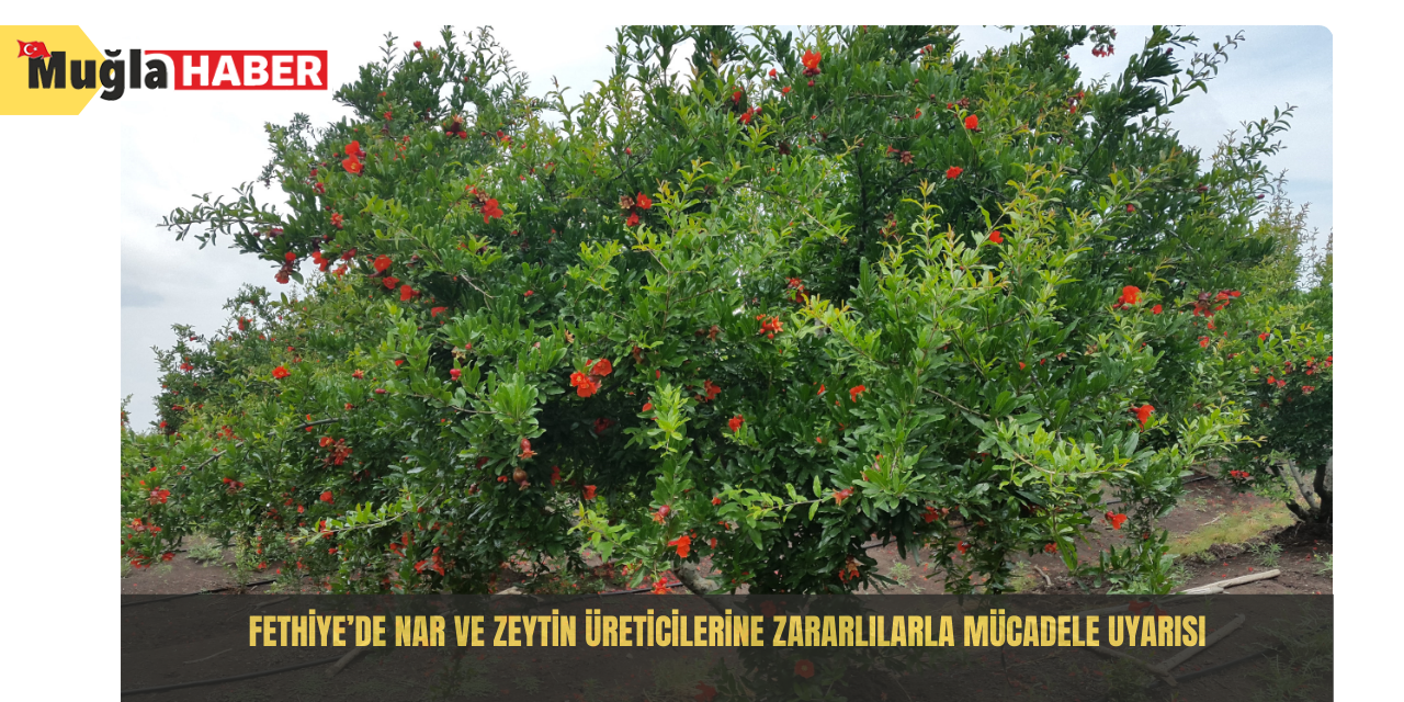 Fethiye’de nar ve zeytin üreticilerine zararlılarla mücadele uyarısı