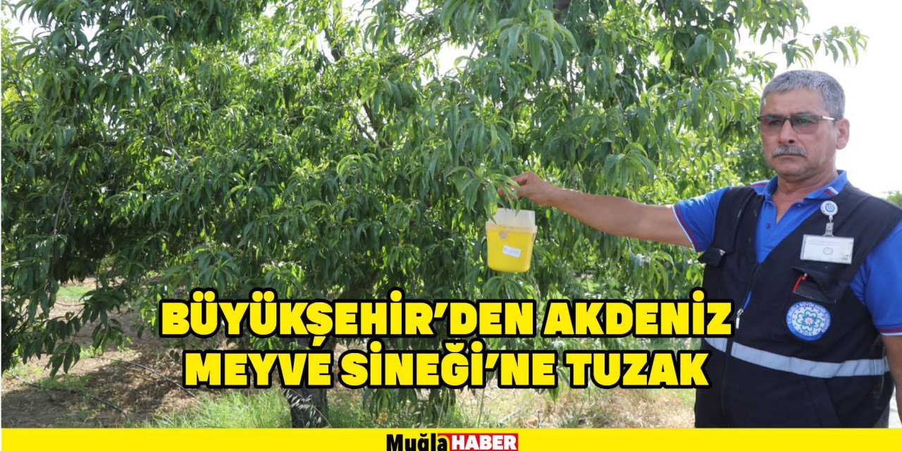 BÜYÜKŞEHİR’DEN AKDENİZ MEYVE SİNEĞİ’NE TUZAK