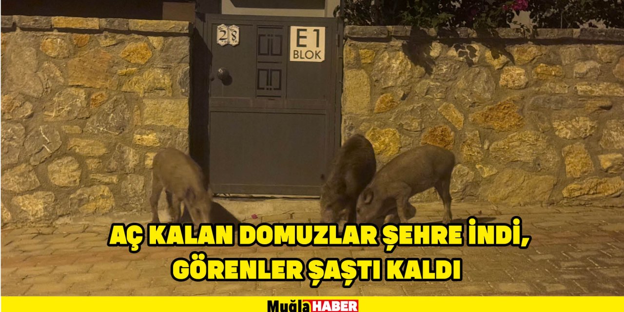 Aç kalan domuzlar şehre indi, görenler şaştı kaldı