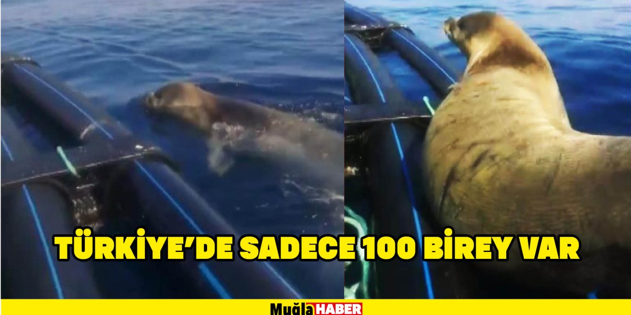 TÜRKİYE'DE SADECE 100 BİREY VAR