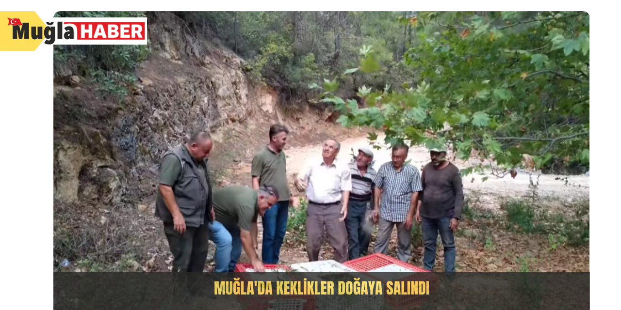 Muğla'da keklikler doğaya salındı