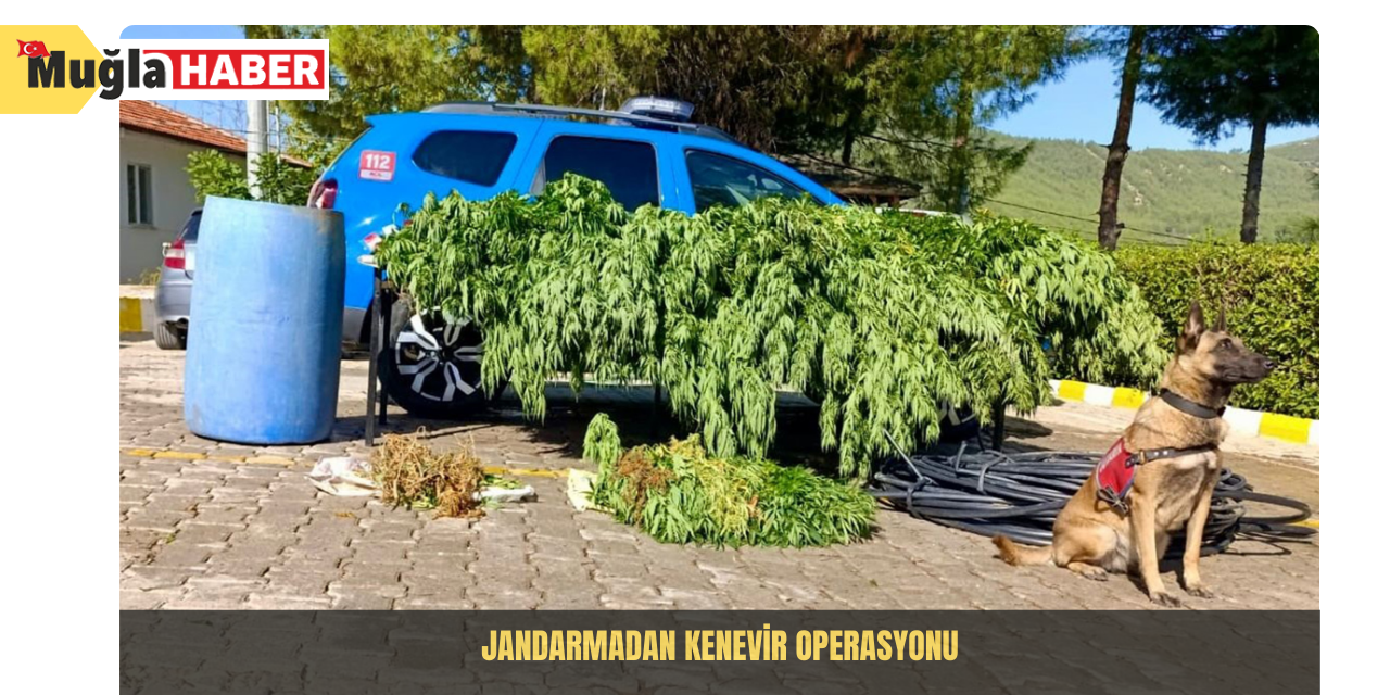 Jandarmadan kenevir operasyonu