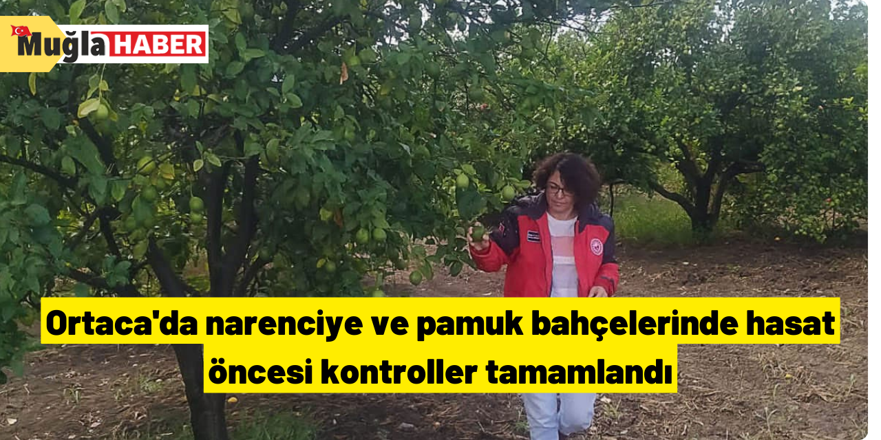 Ortaca'da narenciye ve pamuk bahçelerinde hasat öncesi kontroller tamamlandı