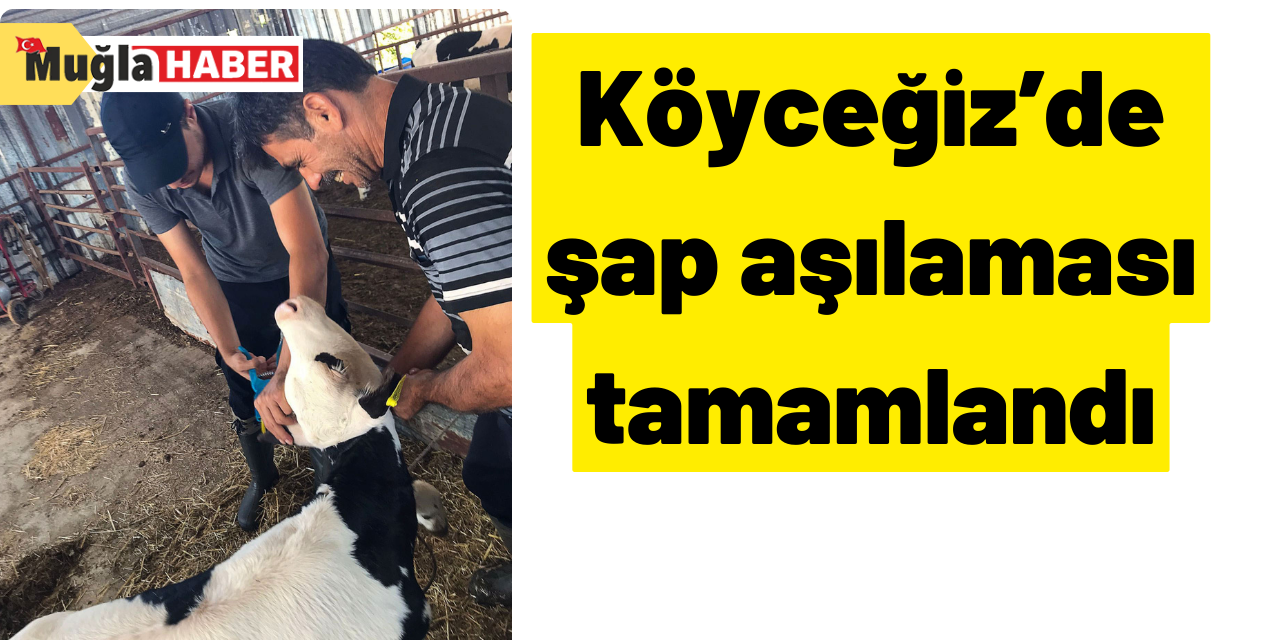 Köyceğiz’de şap aşılaması tamamlandı