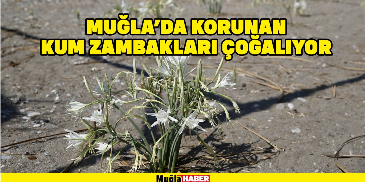 MUĞLA'DA KORUNAN KUM ZAMBAKLARI ÇOĞALIYOR