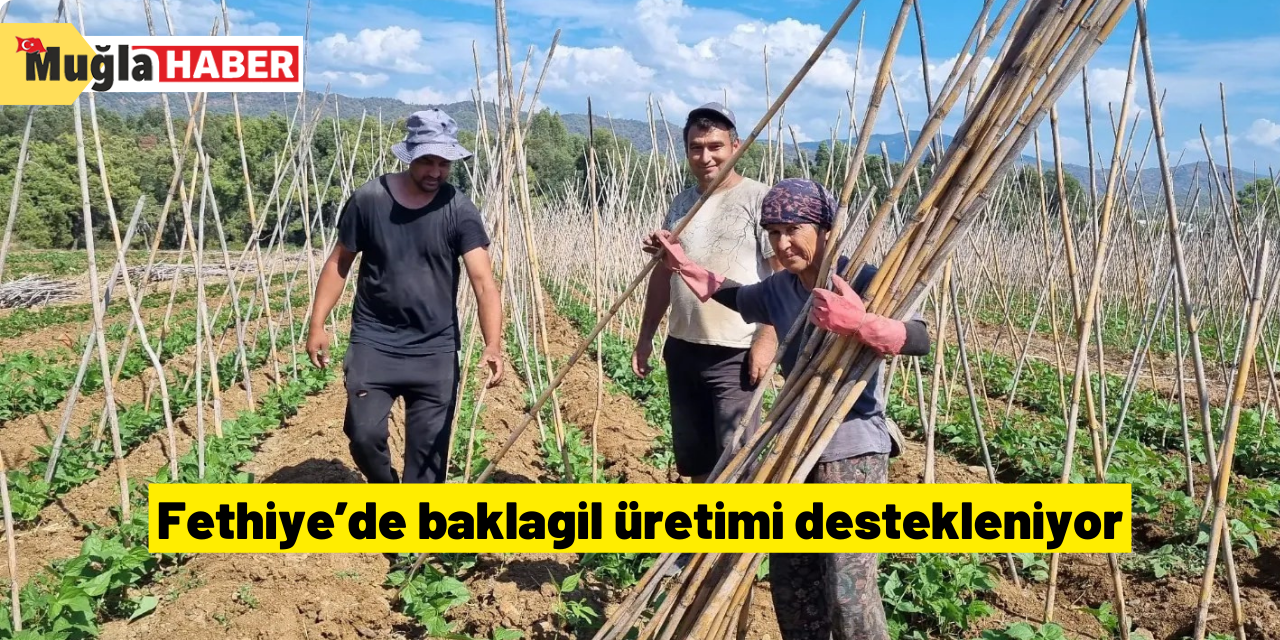 Fethiye’de baklagil üretimi destekleniyor