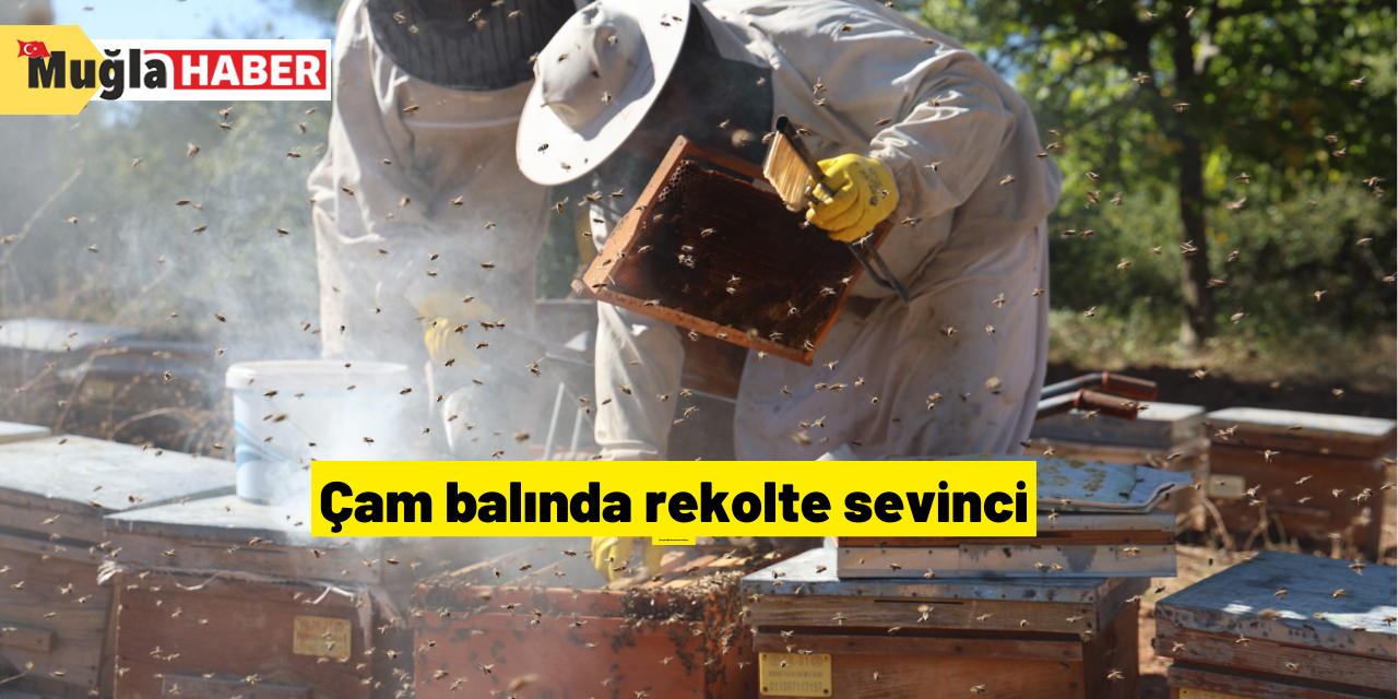 Çam balında rekolte sevinci