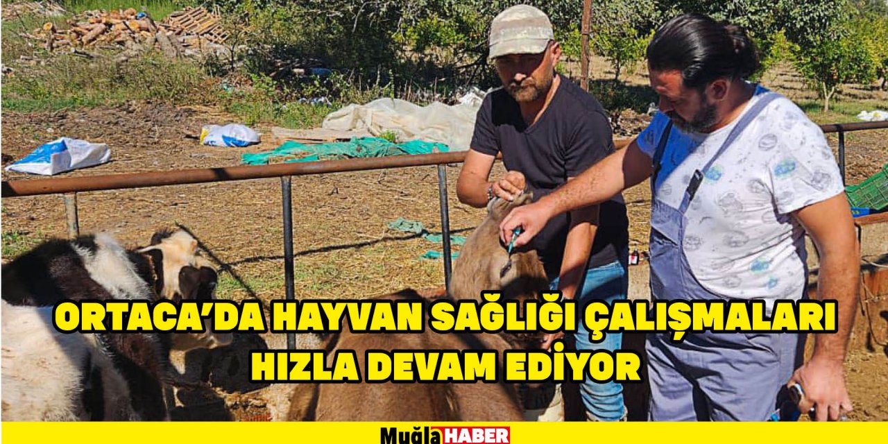 ORTACA’DA HAYVAN SAĞLIĞI ÇALIŞMALARI HIZLA DEVAM EDİYOR