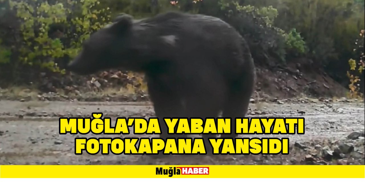 MUĞLA'DA YABAN HAYATI FOTOKAPANA YANSIDI