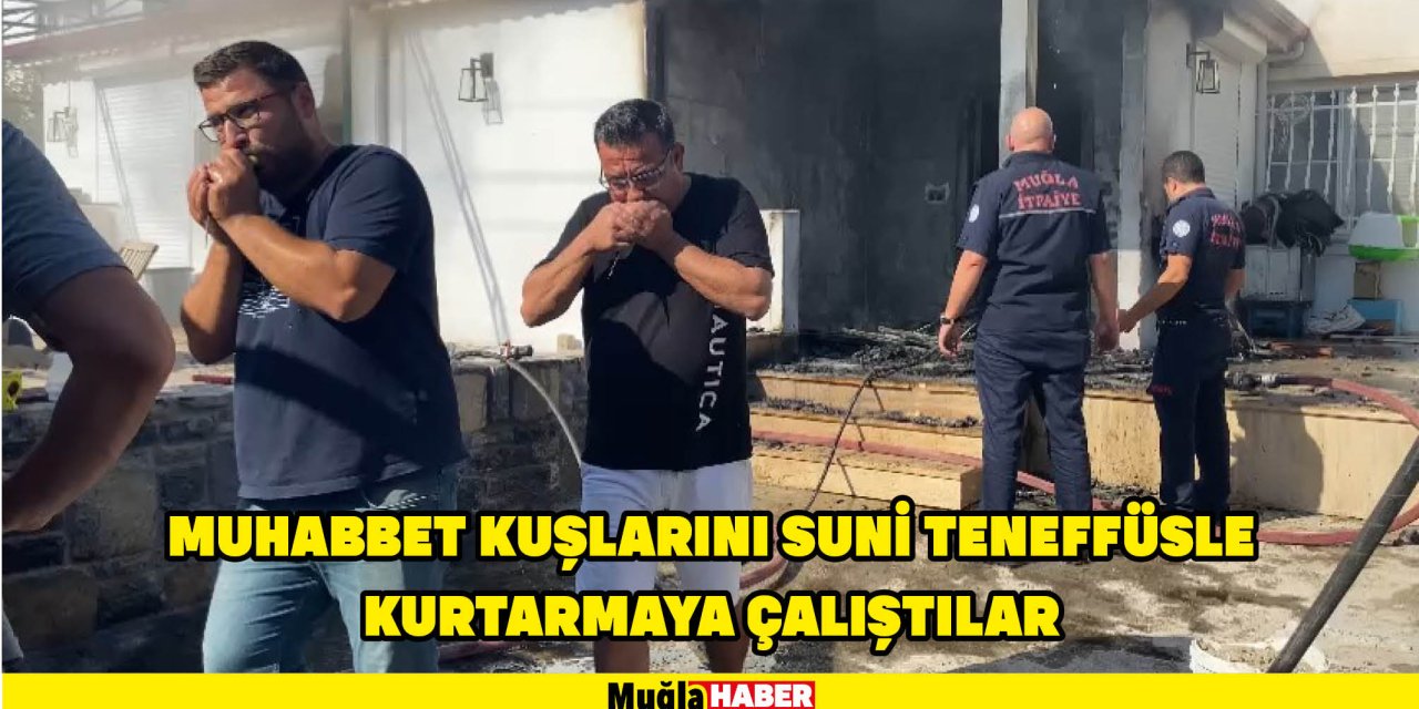 Muhabbet kuşlarını suni teneffüsle kurtarmaya çalıştılar