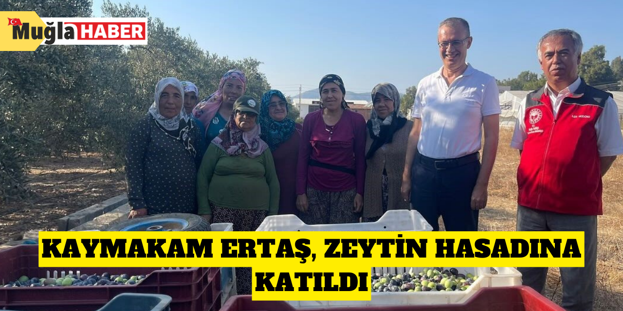 Kaymakam Ertaş, zeytin hasadına katıldı