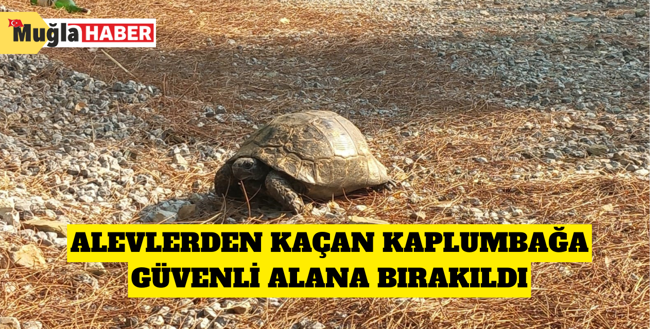 Alevlerden kaçan kaplumbağa güvenli alana bırakıldı