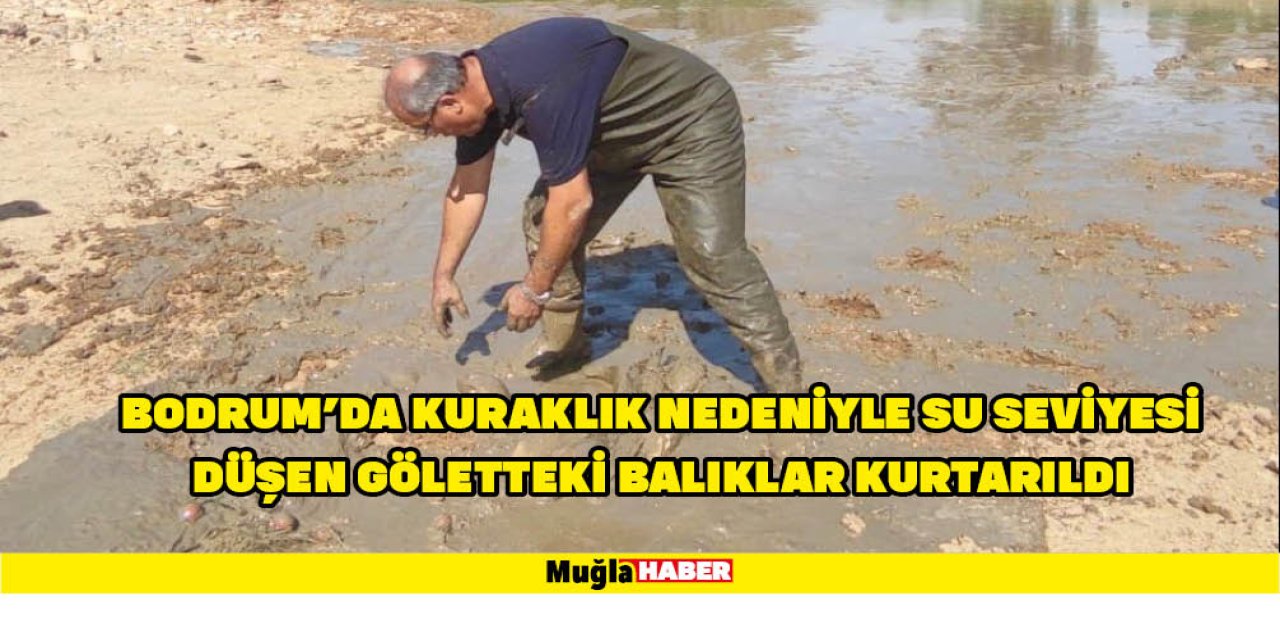 BODRUM'DA KURAKLIK NEDENİYLE SU SEVİYESİ DÜŞEN GÖLETTEKİ BALIKLAR KURTARILDI