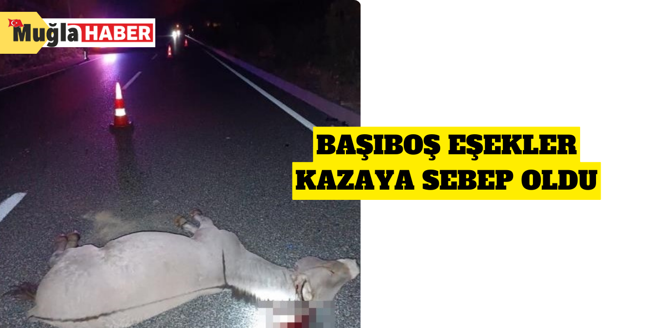 Başıboş eşekler kazaya sebep oldu