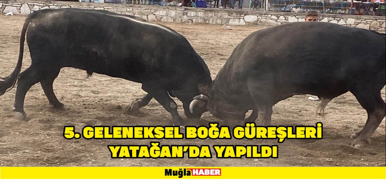 5. GELENEKSEL BOĞA GÜREŞLERİ YATAĞAN'DA YAPILDI