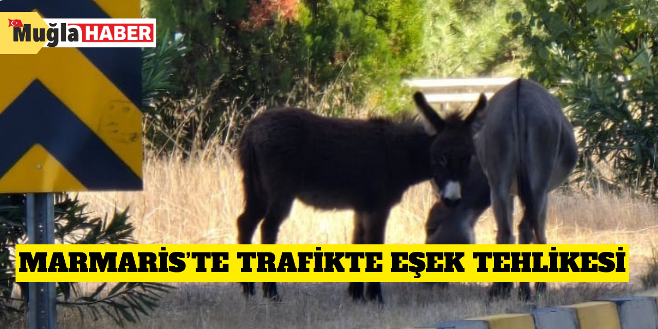 Marmaris’te trafikte eşek tehlikesi