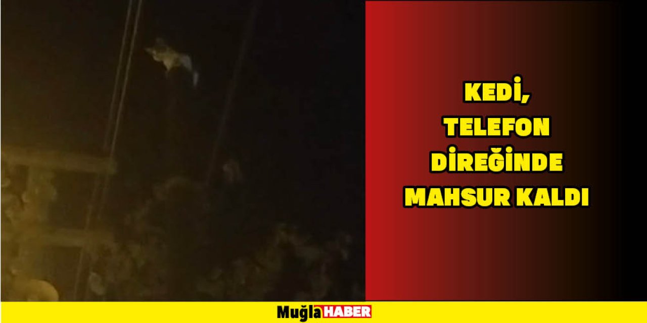 KEDİ, TELEFON DİREĞİNDE MAHSUR KALDI