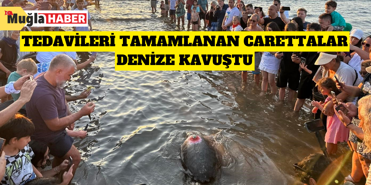 Tedavileri tamamlanan Carettalar denize kavuştu