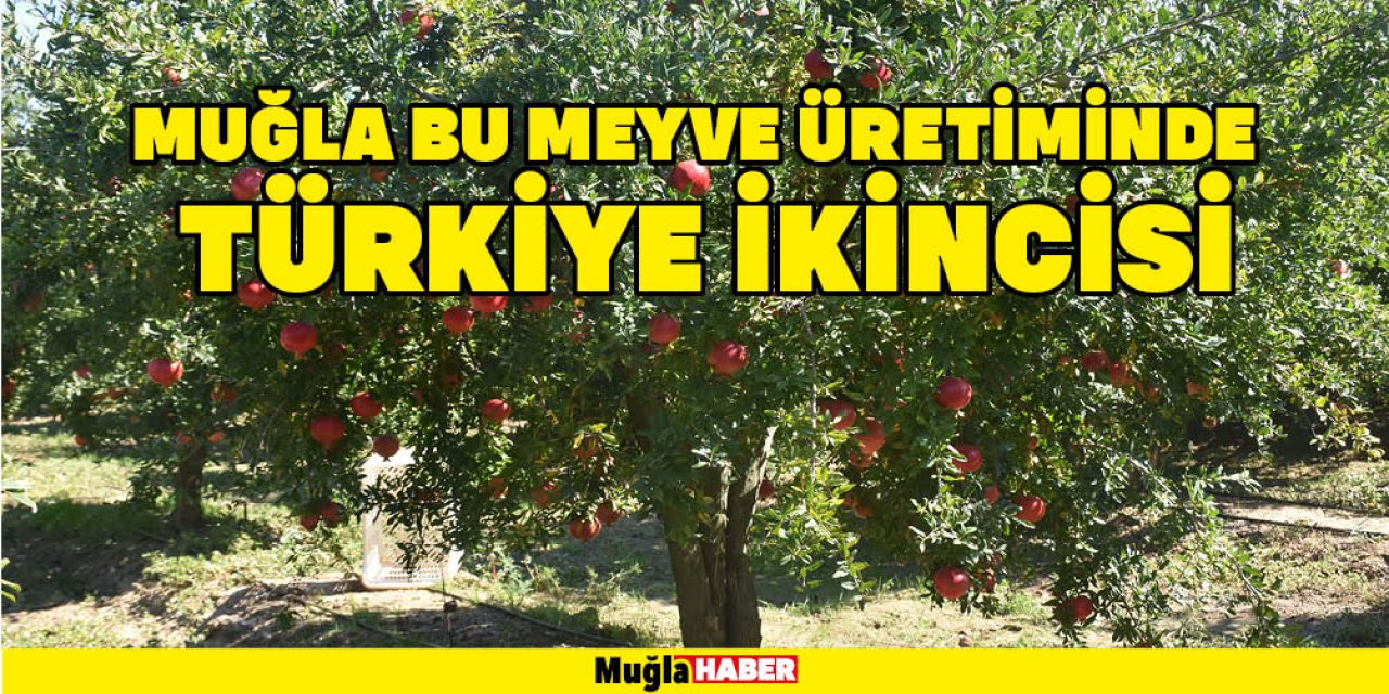 MUĞLA BU MEYVE ÜRETİMİNDE TÜRKİYE İKİNCİSİ