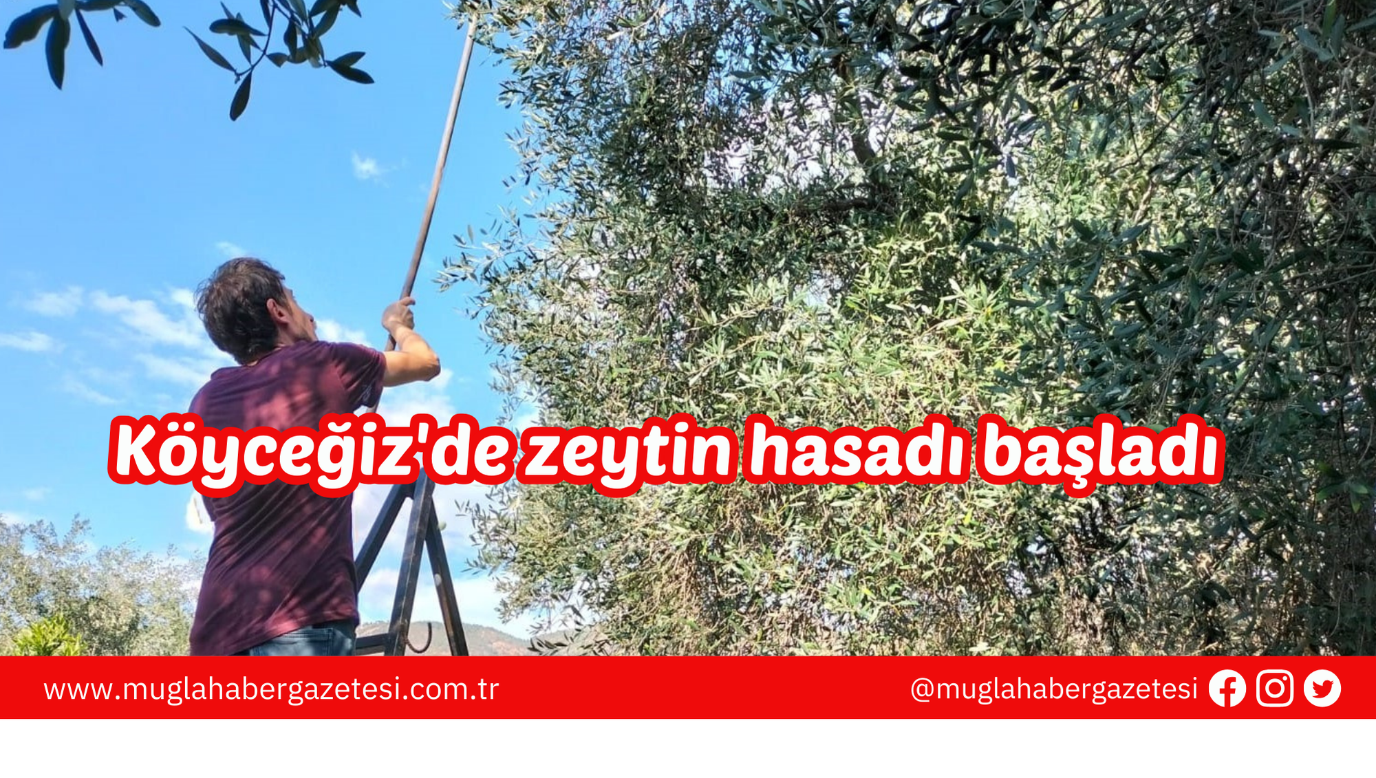 Köyceğiz'de zeytin hasadı başladı