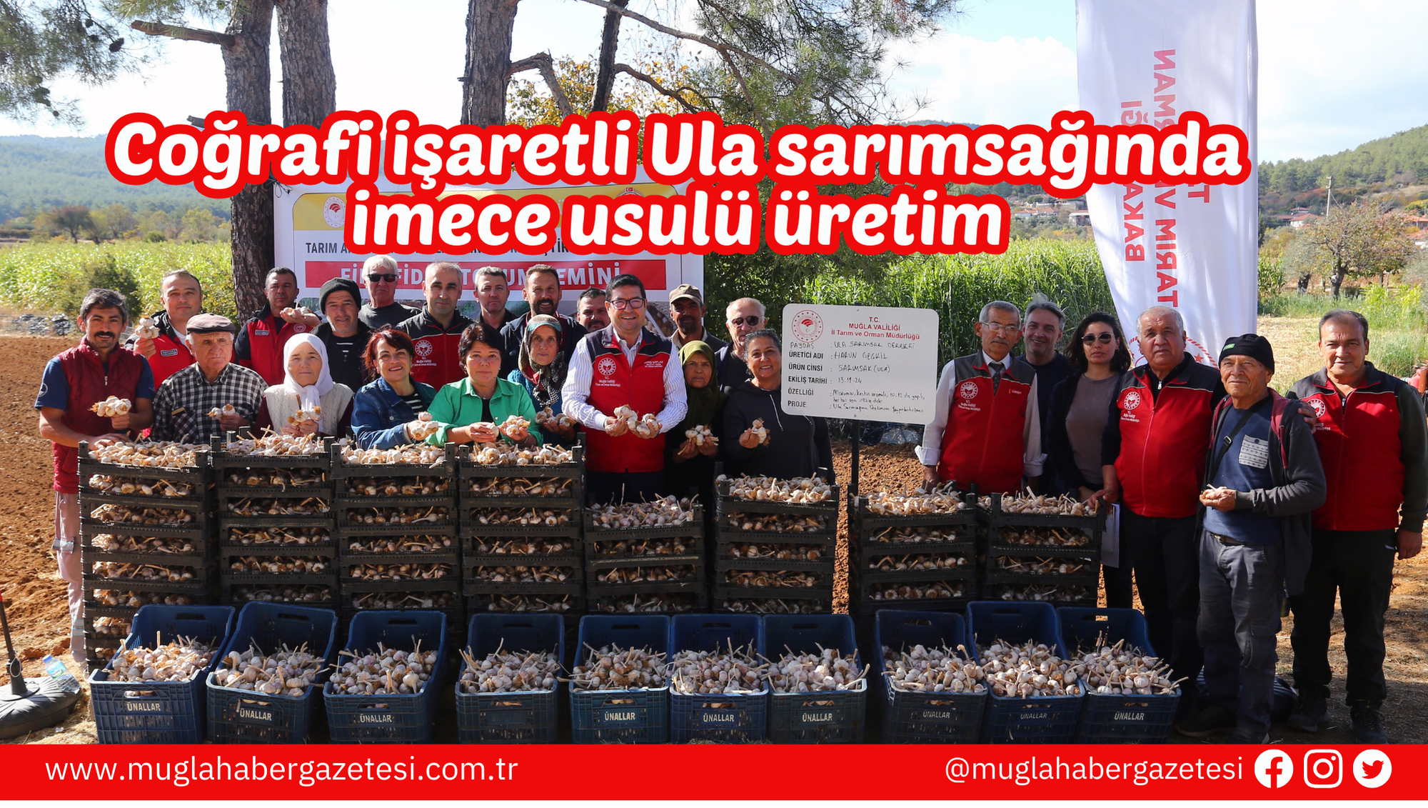 Coğrafi işaretli Ula sarımsağında imece usulü üretim