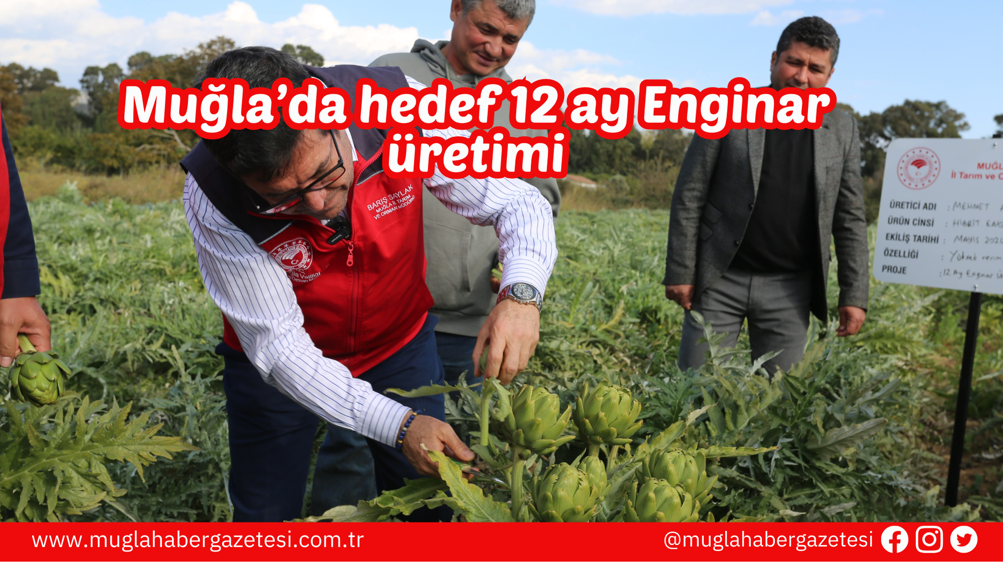 Muğla’da hedef 12 ay Enginar üretimi