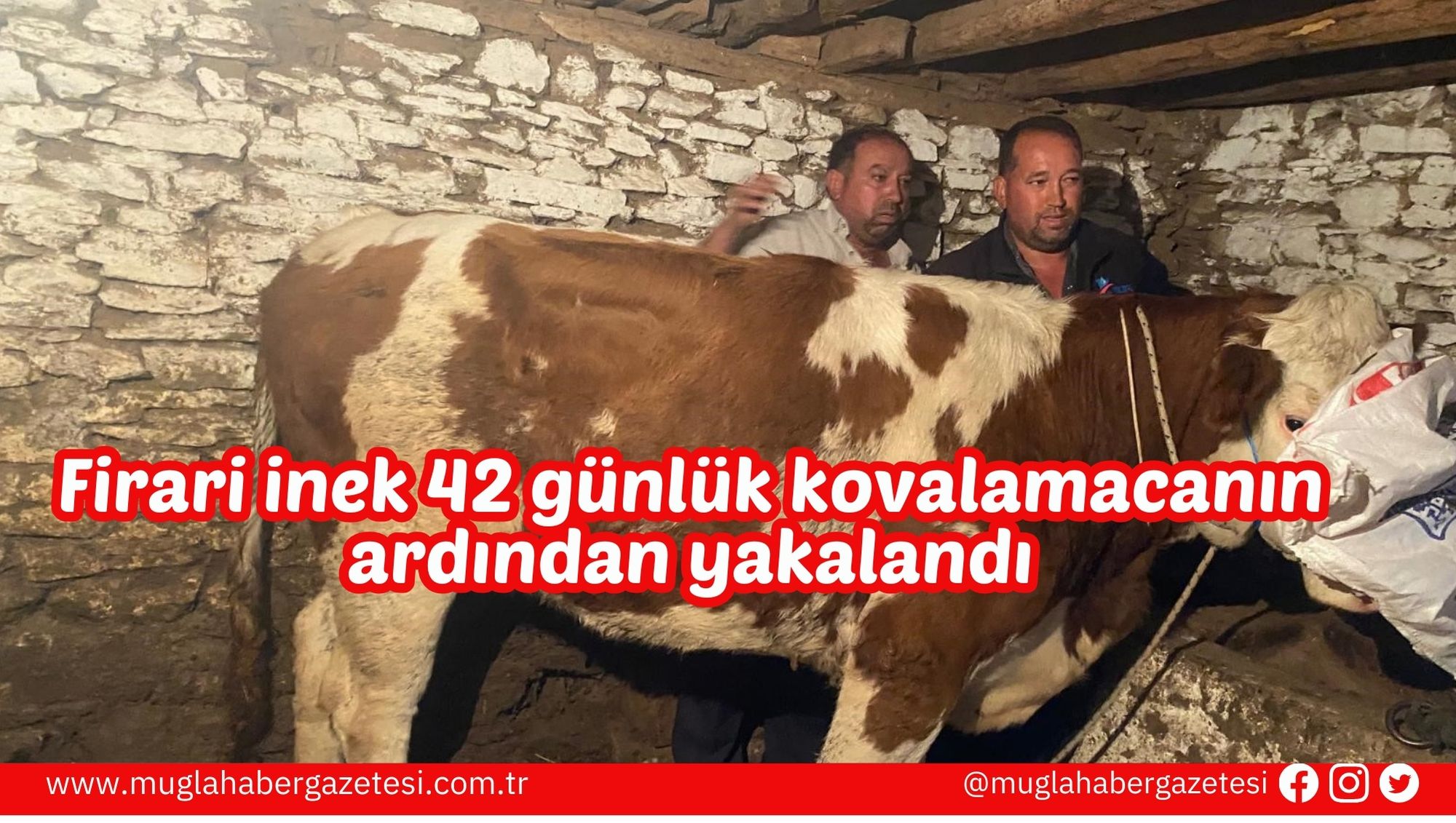 Firari inek 42 günlük kovalamacanın ardından yakalandı