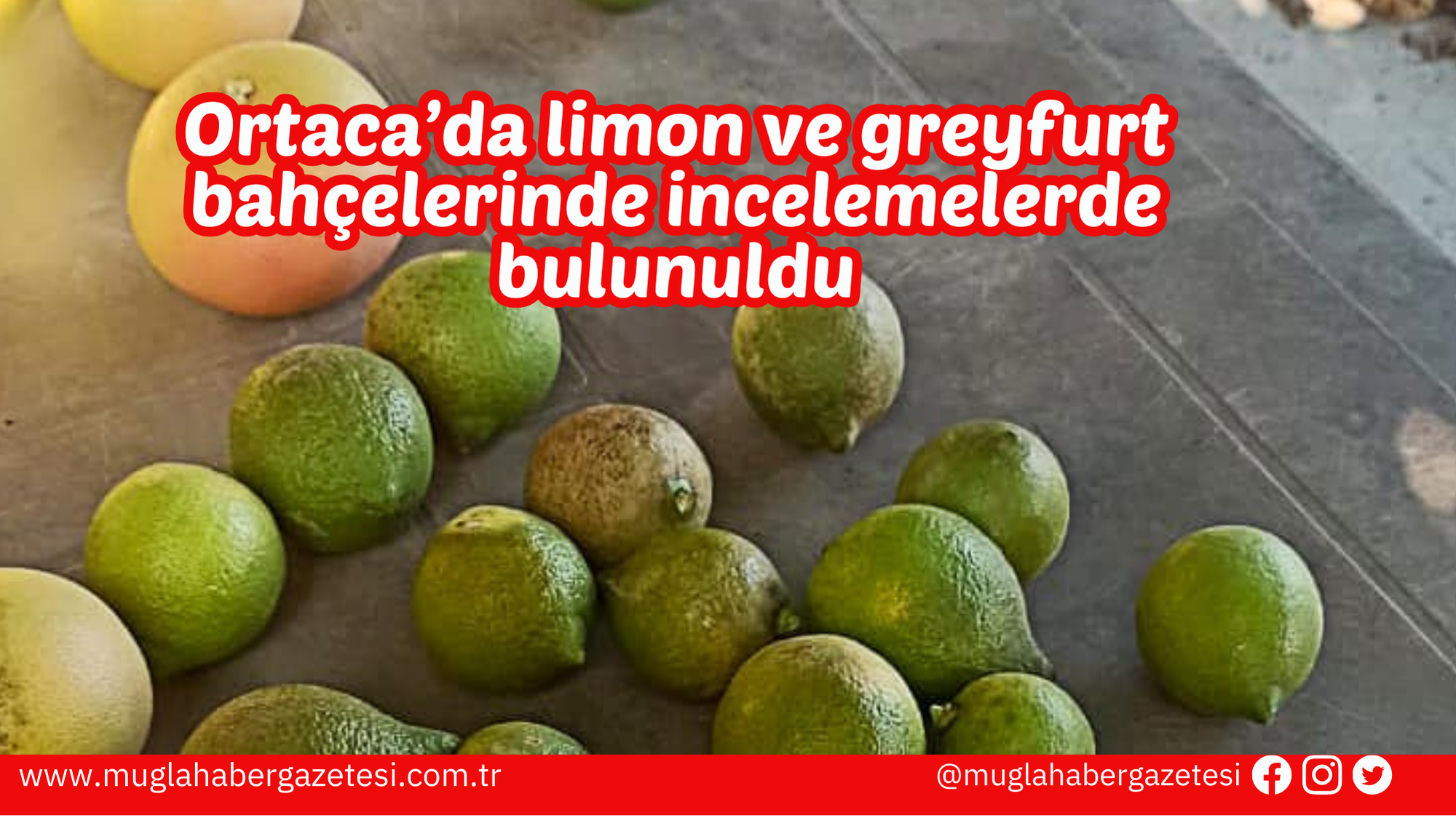 Ortaca’da limon ve greyfurt bahçelerinde incelemelerde bulunuldu