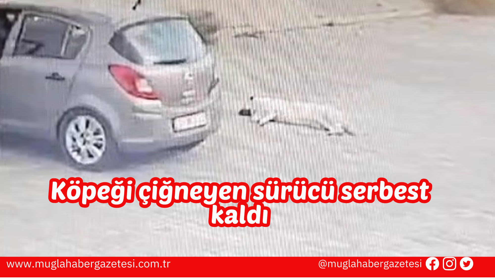 Köpeği çiğneyen sürücü serbest kaldı