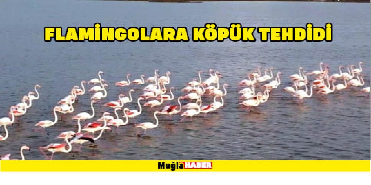 FLAMİNGOLARA KÖPÜK TEHDİDİ