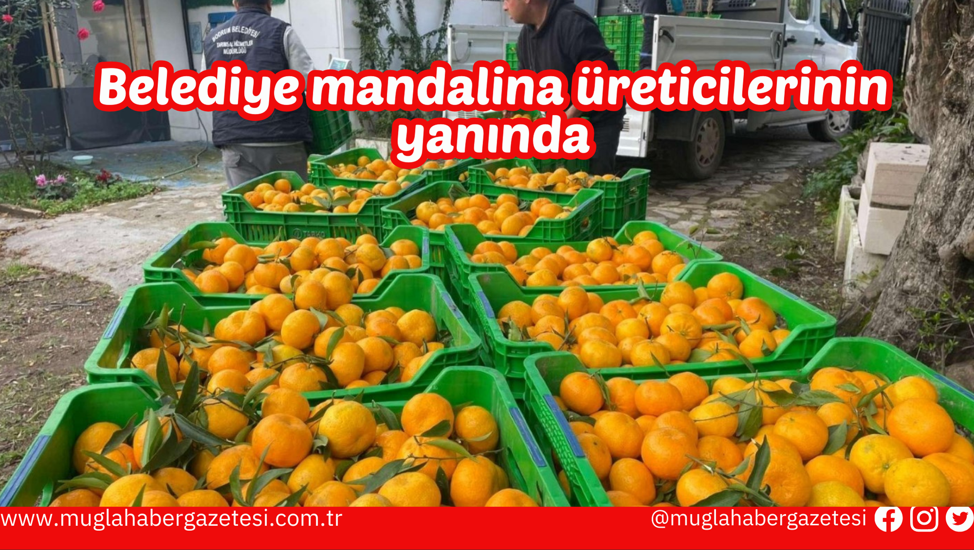 Belediye mandalina üreticilerinin yanında