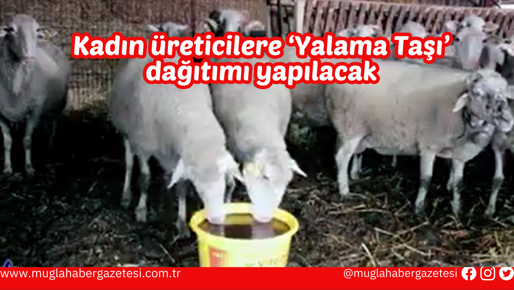 Kadın üreticilere ‘Yalama Taşı’ dağıtımı yapılacak